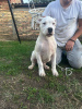 Photo №1. non-pedigree dogs - for sale in the city of Belgrade | negotiated | Announcement № 120289