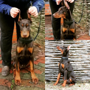 Photo №1. dobermann - for sale in the city of Киев | 780$ | Announcement № 4710
