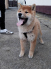 Photo №2 to announcement № 94814 for the sale of shiba inu - buy in Serbia 