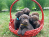 Photo №3. Brown Labrador. Serbia