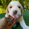 Photo №3. Two beautiful beagle puppies for sale. Germany