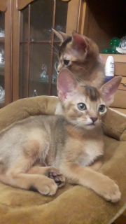 Additional photos: Abyssinian boys purebred