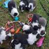 Photo №2 to announcement № 35940 for the sale of bearded collie - buy in United States private announcement