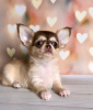 Photo №1. chihuahua - for sale in the city of Munich | 269$ | Announcement № 105036