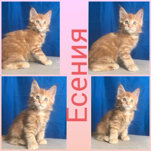 Photo №1. maine coon - for sale in the city of Vladimir | 262$ | Announcement № 6158