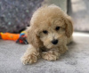 Photo №2 to announcement № 55748 for the sale of poodle (toy) - buy in Poland private announcement