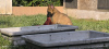 Additional photos: Belgian Malinois Shepherd puppies