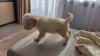 Photo №4. I will sell lagotto romagnolo in the city of Târgu Mureș.  - price - 2642$