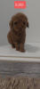 Photo №2 to announcement № 78047 for the sale of poodle (toy) - buy in Serbia breeder