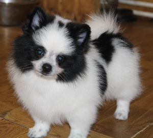 Photo №1. pomeranian - for sale in the city of Москва | 325$ | Announcement № 1413