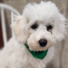 Photo №4. I will sell bichon frise in the city of Bogotá. private announcement - price - 150$