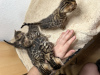 Photo №4. I will sell bengal cat in the city of Стамбул. private announcement, from nursery, breeder - price - 1585$