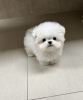 Photo №1. maltese dog - for sale in the city of Munich | 264$ | Announcement № 105197