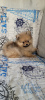 Photo №2 to announcement № 46381 for the sale of pomeranian - buy in Belarus private announcement