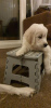 Photo №4. I will sell golden retriever in the city of Bremen. breeder - price - 423$