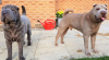 Photo №2 to announcement № 18206 for the sale of shar pei - buy in United Kingdom private announcement