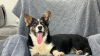 Photo №1. welsh corgi - for sale in the city of Москва | negotiated | Announcement № 94270