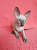 Photo №1. cornish rex - for sale in the city of Мюнхенбернсдорф | 260$ | Announcement № 30004