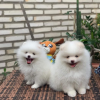 Photo №2 to announcement № 115792 for the sale of pomeranian - buy in Germany from nursery, from the shelter, breeder