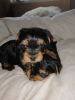 Additional photos: Yorkshire Terrier babies are available for reservation. Sell
