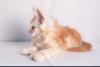 Additional photos: Maine Coon Cattery offers kittens of different ages