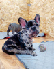 Photo №1. french bulldog - for sale in the city of St. Petersburg | 2000$ | Announcement № 34712