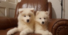 Photo №4. I will sell samoyed dog in the city of Kiev.  - price - 450$