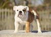 Photo №2 to announcement № 40029 for the sale of english bulldog - buy in Estonia from nursery