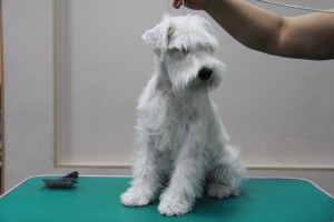 Photo №4. I will sell schnauzer in the city of Novosibirsk. private announcement - price - 392$