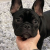 Additional photos: Beautiful french bulldog puppies for sale male and female
