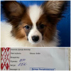 Photo №2 to announcement № 40070 for the sale of papillon dog - buy in Belarus private announcement
