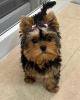 Photo №1. yorkshire terrier - for sale in the city of Geneva | negotiated | Announcement № 94741