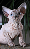 Photo №2 to announcement № 11053 for the sale of sphynx-katze - buy in Ukraine from nursery, breeder