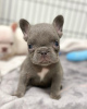 Photo №1. french bulldog - for sale in the city of Graz | negotiated | Announcement № 53350