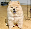 Photo №1. chow chow - for sale in the city of Paris | negotiated | Announcement № 83100