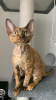 Photo №1. devon rex - for sale in the city of Беларусь | negotiated | Announcement № 82796