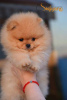 Photo №2 to announcement № 84089 for the sale of pomeranian - buy in Serbia 