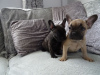Photo №2 to announcement № 79573 for the sale of french bulldog - buy in Netherlands private announcement, from nursery