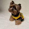 Photo №1. yorkshire terrier - for sale in the city of Abu Dhabi | negotiated | Announcement № 47271