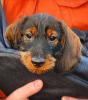 Photo №4. I will sell dachshund in the city of Adelaide.  - price - 350$