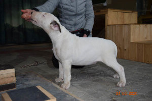 Photo №2 to announcement № 5939 for the sale of bull terrier - buy in Belarus private announcement, from nursery