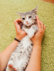 Additional photos: Kitten Korzhik in good hands