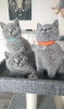 Photo №2 to announcement № 72049 for the sale of british shorthair - buy in United States private announcement, breeder