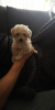 Photo №2 to announcement № 53073 for the sale of poodle (toy) - buy in Sweden private announcement