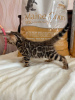 Additional photos: Bengal gorgeous girl for breeding
