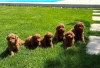 Photo №3. Toy Poodle, puppies of the highest quality. Serbia