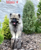 Photo №3. Keeshond / wolfspitz puppies. Ukraine