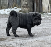 Photo №3. Shar Pei FCI Puppy. Poland