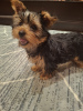 Photo №2 to announcement № 127654 for the sale of beaver yorkshire terrier, yorkshire terrier - buy in Latvia private announcement, from nursery, breeder