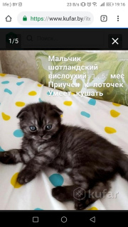 Photo №1. scottish fold - for sale in the city of Minsk | 80$ | Announcement № 2139